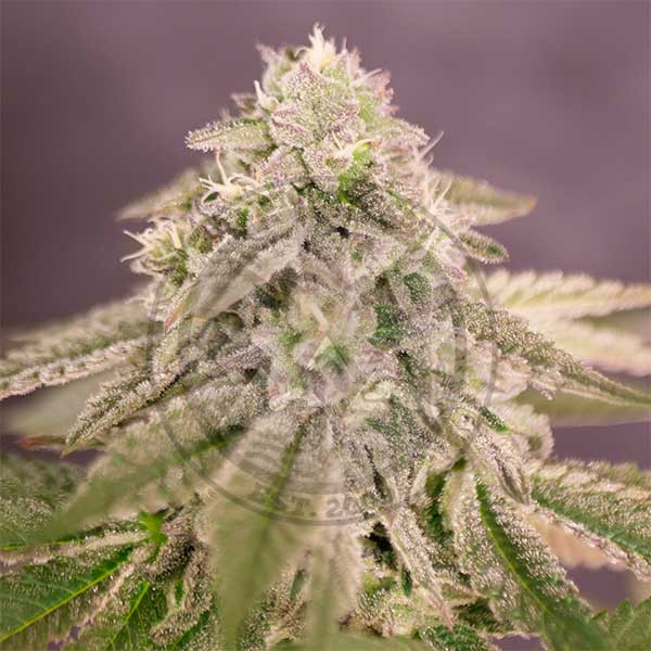 Delicious Seeds - Bay Burger - Feminized