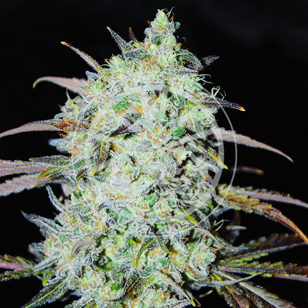 Delicious Seeds - Bay Haze - Feminised