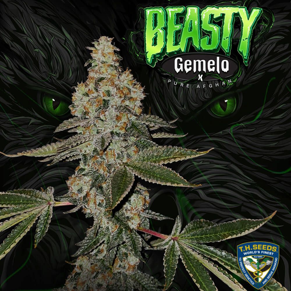 T.H Seeds - BEASTY - Feminized T.H Seeds - BEASTY - Feminized