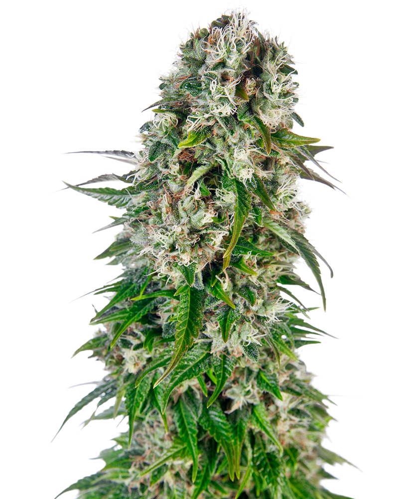 Sensi Seeds - Big Bud Automatic Feminised