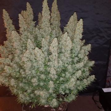Phoenix Seeds - Big Yield Auto Feminized Phoenix Seeds - Big Yield Auto Feminized