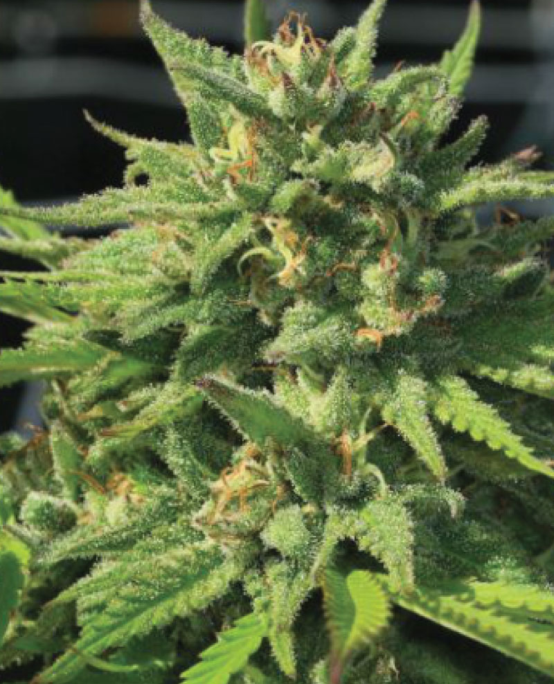 2025 Cannabis Seed Collection - Bigfoot Glue Feminized