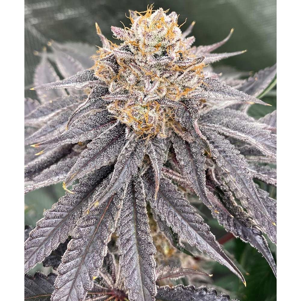 Karma Genetics Seeds - Biker 41 - Feminized
