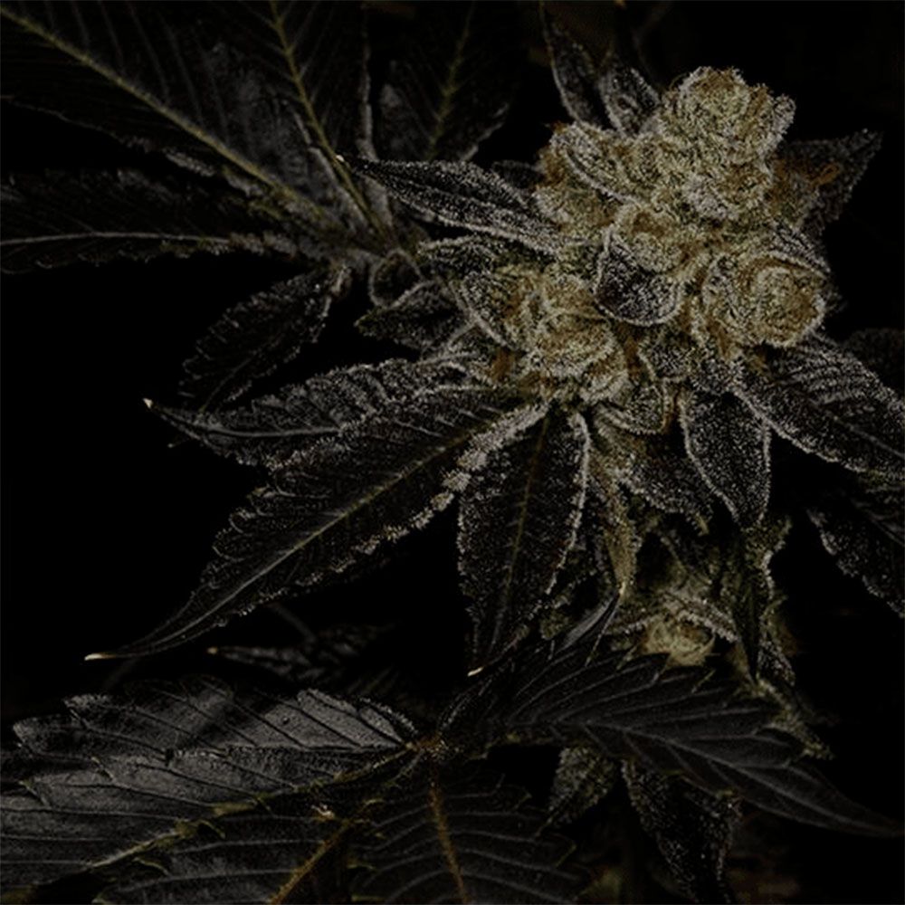 Archive Seedbank - Bio Hazard Feminized Archive Seedbank - Bio Hazard Feminized