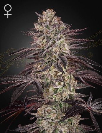 Green House Seeds - Biscotti Auto - Feminised Green House Seeds - Biscotti Auto - Feminised