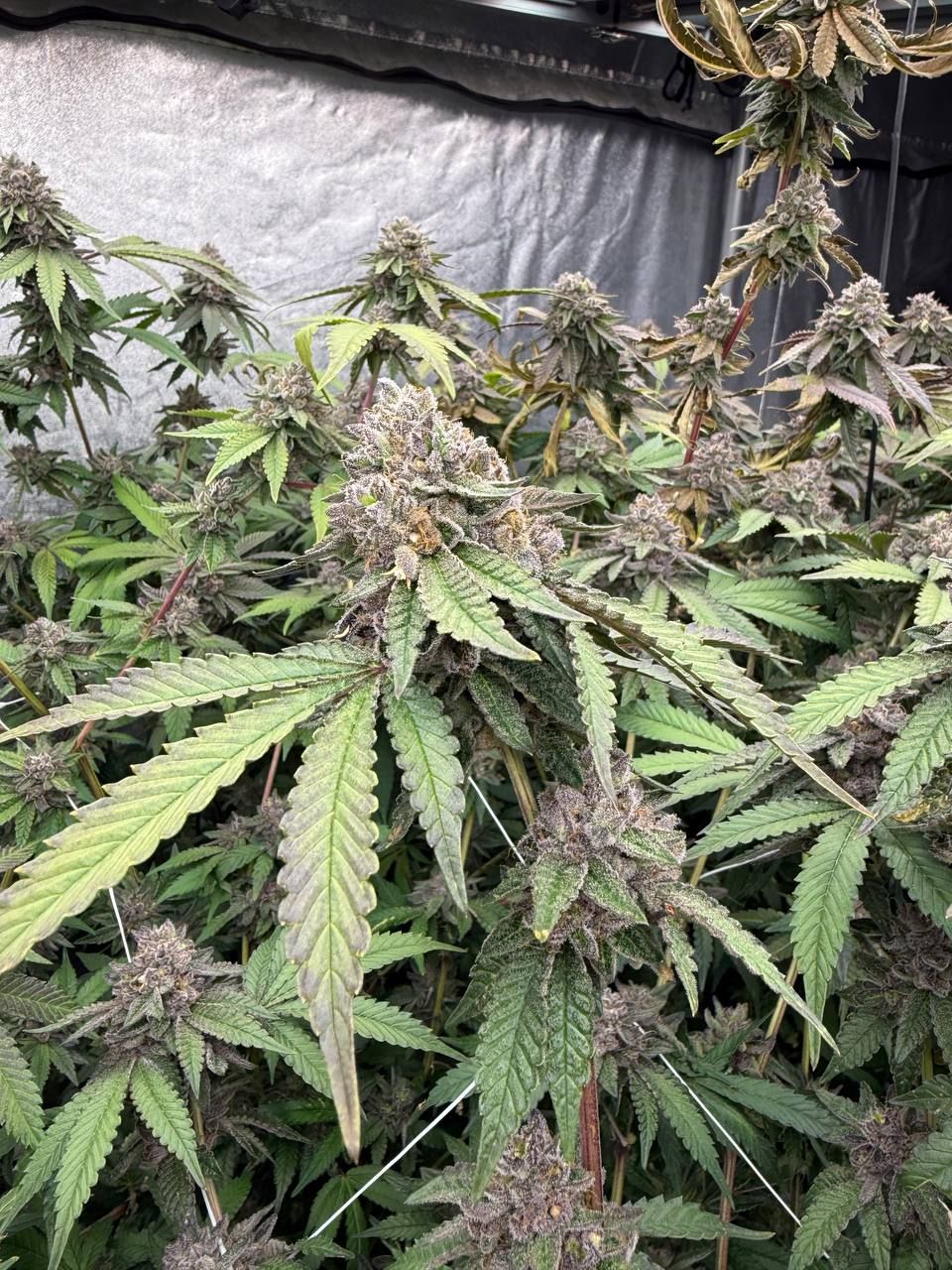 Fast Buds - Biscotti Gelato - Feminised