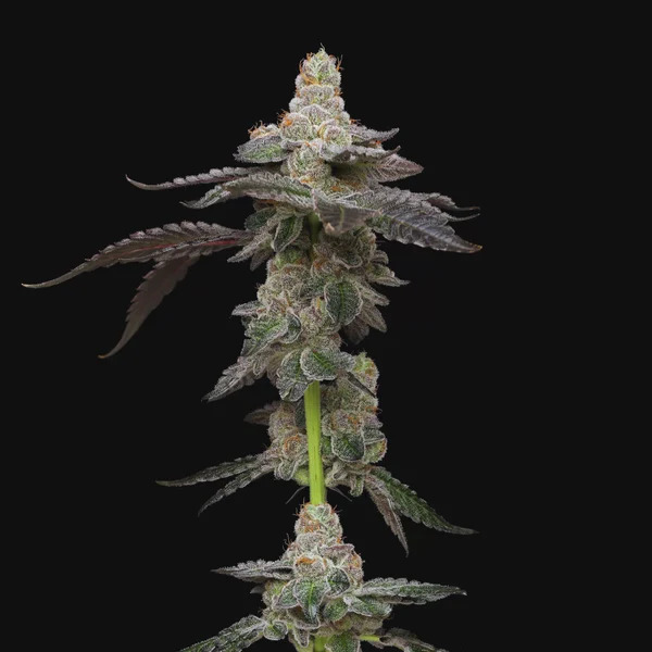 Maverick's Genetics Seeds - Biscotti Feminized