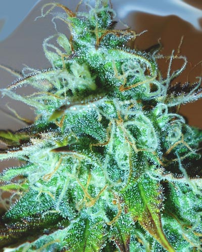 Medicann Seeds - Black Afghani Kush Regular Medicann Seeds - Black Afghani Kush Regular