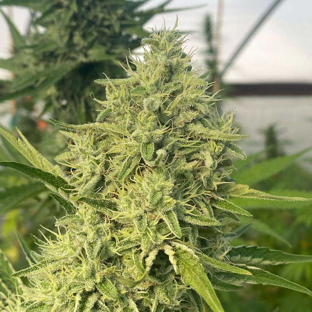 Karma Genetics Seeds - Black Beard - Feminized
