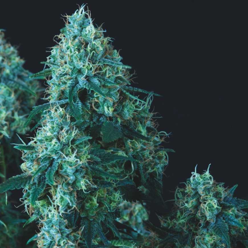 Pyramid Seeds - Black Cherry Punch Regular