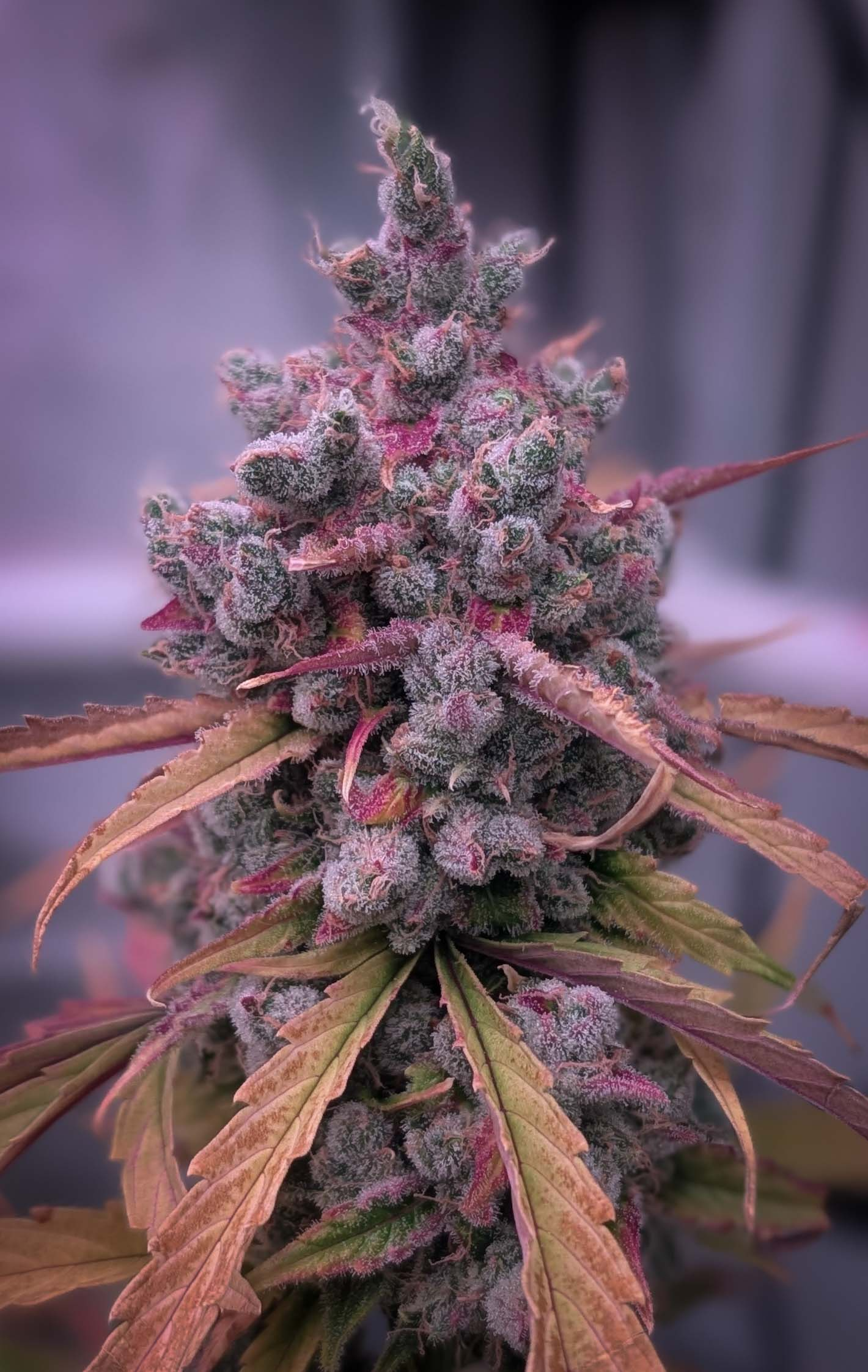Auto Black Diesel - Feminized - Sensible Seeds Premium Selection