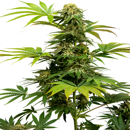 Black Harlequin - Feminized - Sensi Seeds