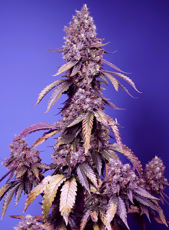 Sweet Seeds - Black Muffin F1 Fast Version Feminised