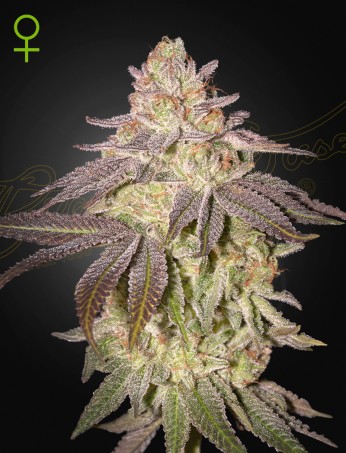 Green House Seeds - Black Toffee Auto - Feminized Green House Seeds - Black Toffee Auto - Feminized