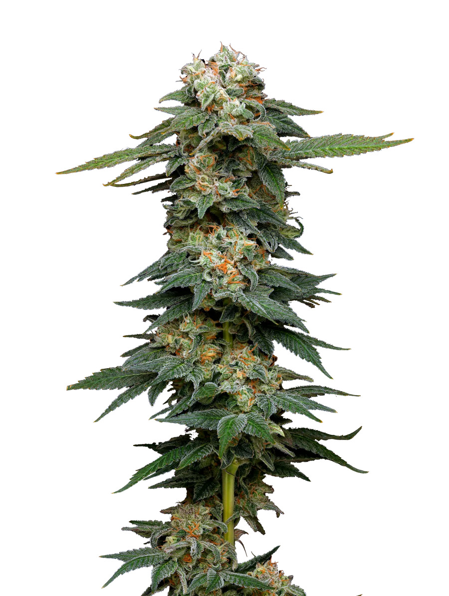 Maverick's Genetics Seeds - Black Magic Auto Feminized
