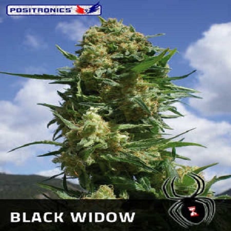 Positronics Seeds Black Widow Feminized