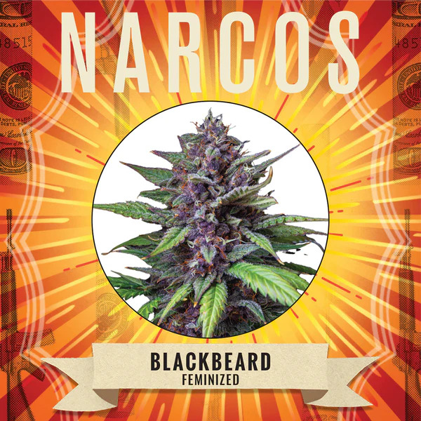 Narcos Seedbank - Blackbeard Feminized Narcos Seedbank - Blackbeard Feminized