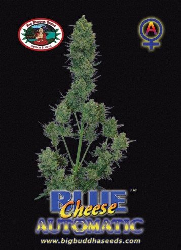 Big Buddha Seeds Auto Blue Cheese Feminized