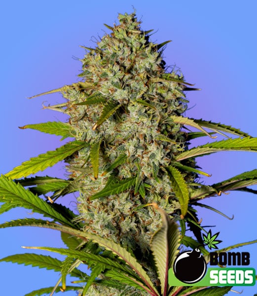 Bomb Seeds Blue Dream Bomb Feminized