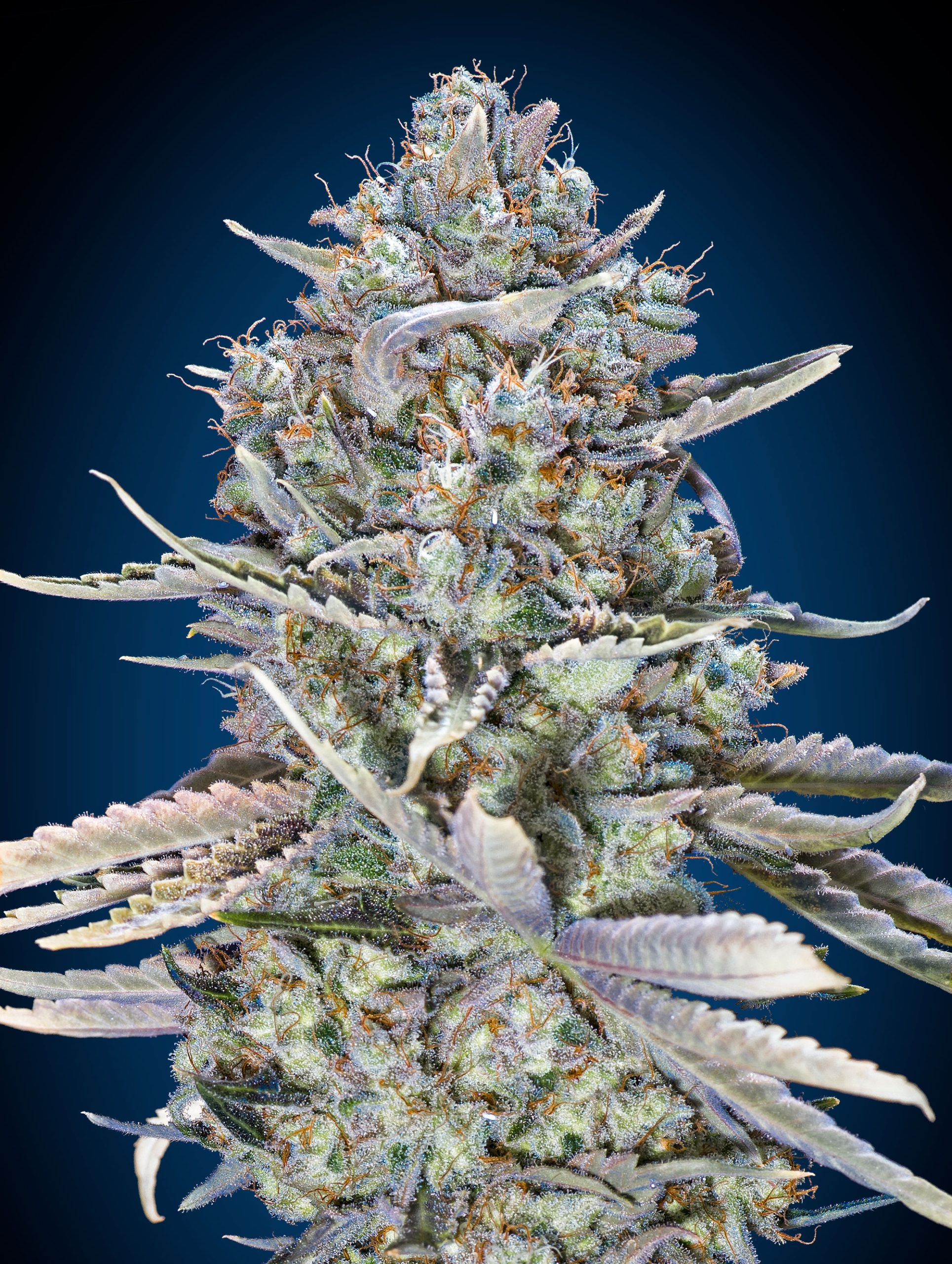 OO Seeds - Blue Dream Fast Version Feminized