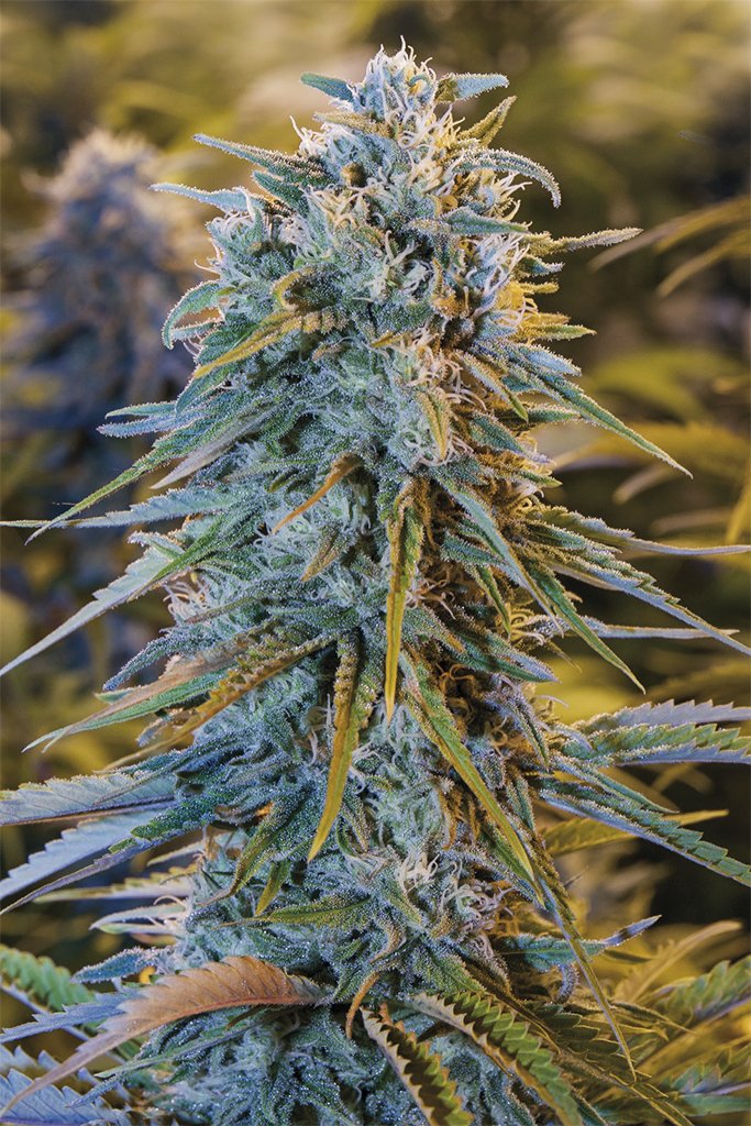 Humboldt Seed Organisation Blue Dream Feminized 