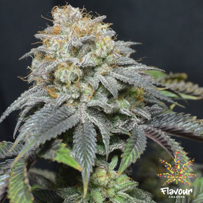 Flavour Chasers Seeds - Blue Lobster - Feminized