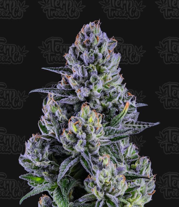 Terp Treez Co -Blue Paya - Feminized Terp Treez Co -Blue Paya - Feminized
