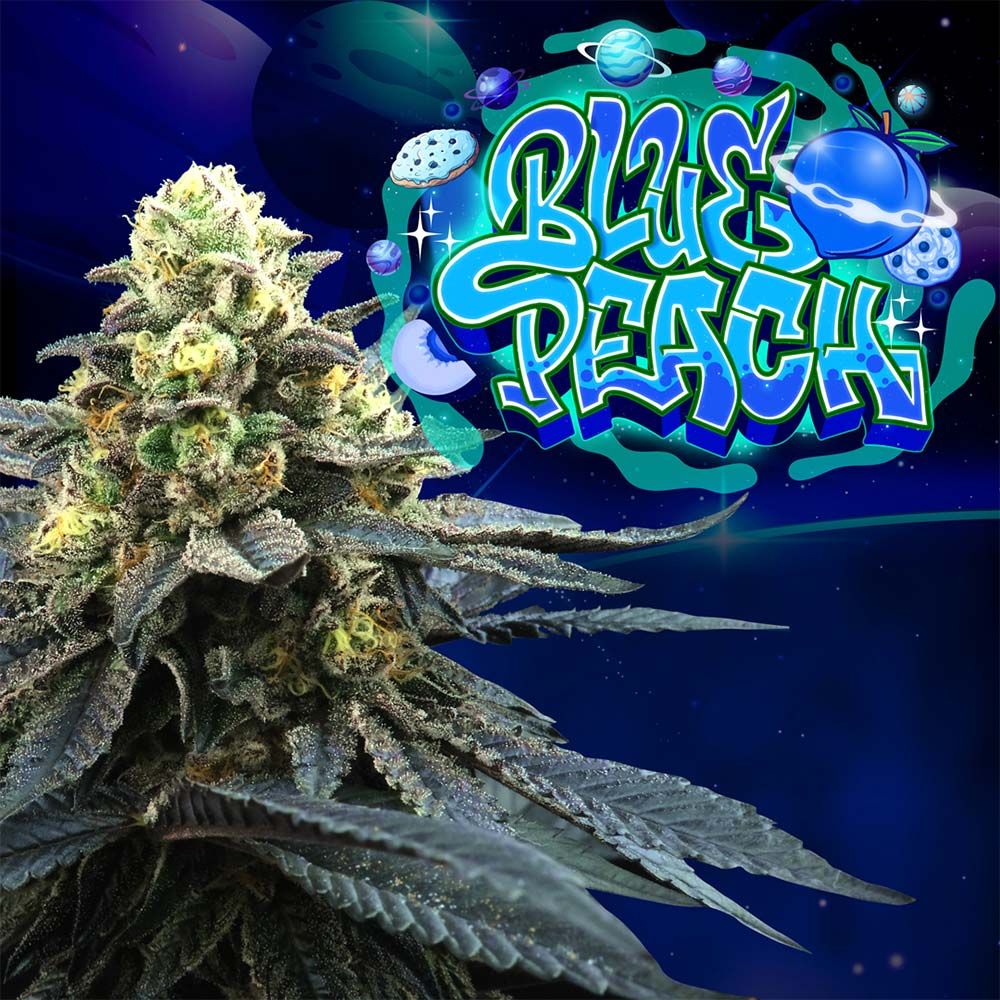 Perfect Tree Seeds - Blue Peach - Feminized Perfect Tree Seeds - Blue Peach - Feminized