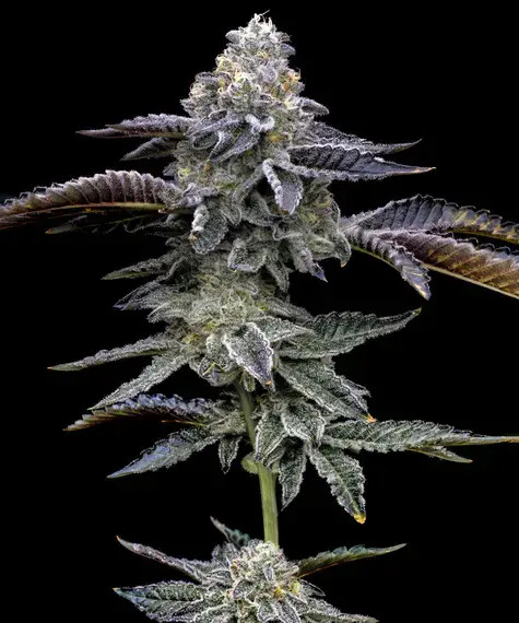 Barney's Farm Seeds - Blue Dream - Feminized