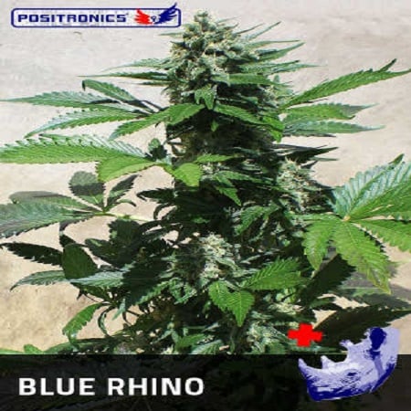 Positronics Seeds Blue Rhino Feminized