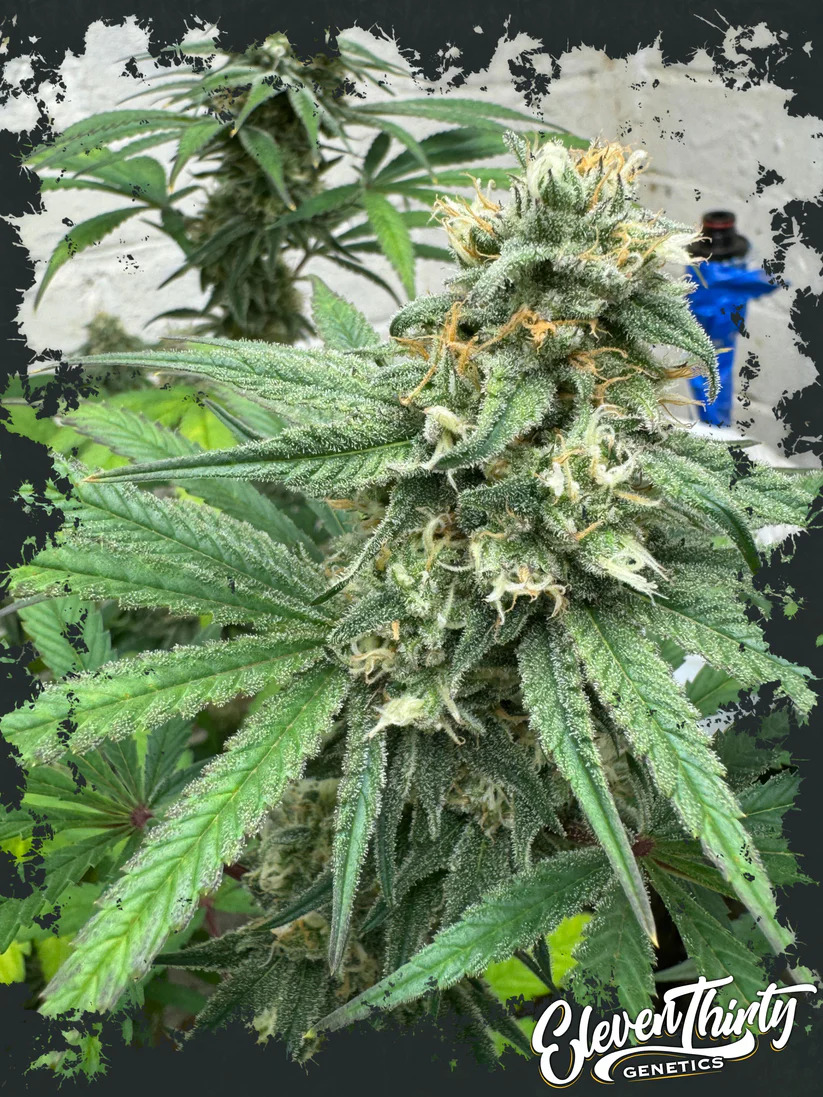 Eleven Thirty Genetics - Blue Zlushi Auto - Feminized Eleven Thirty Genetics - Blue Zlushi Auto - Feminized