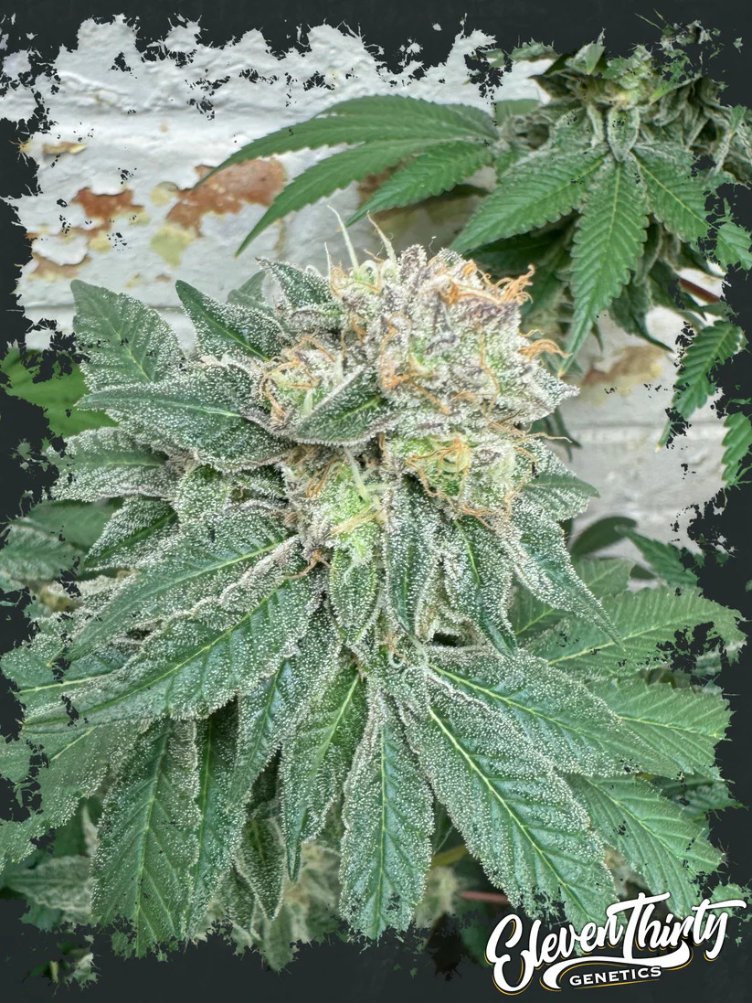 Eleven Thirty Genetics - Blue Zlushi - Feminized Eleven Thirty Genetics - Blue Zlushi - Feminized