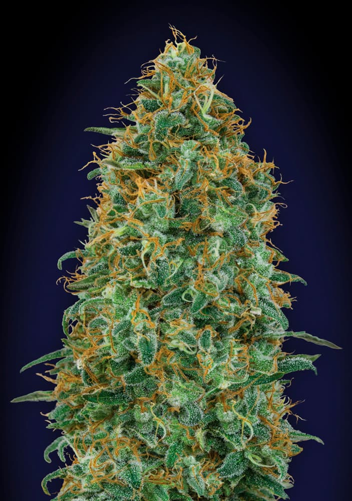 OO Seeds - Blueberry - Feminized