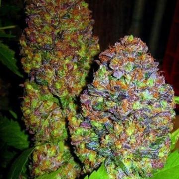 Phoenix Seeds - Blueberry Feminised Phoenix Seeds - Blueberry Feminised