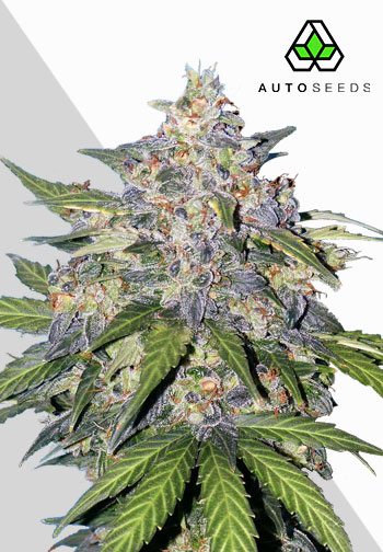 Auto Seeds - Blueberry Auto - Feminised