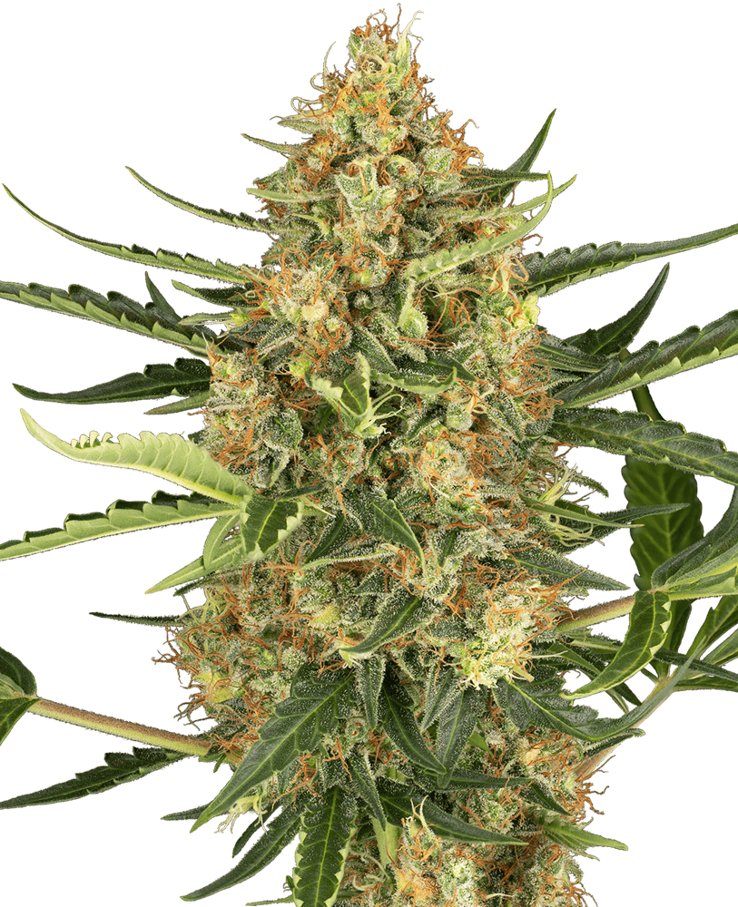 Sensi Research Seeds - Blueberry Bubblegum Auto Feminised