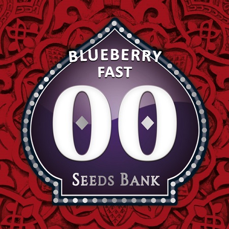 Blueberry Fast Version - Feminized - OO Seeds