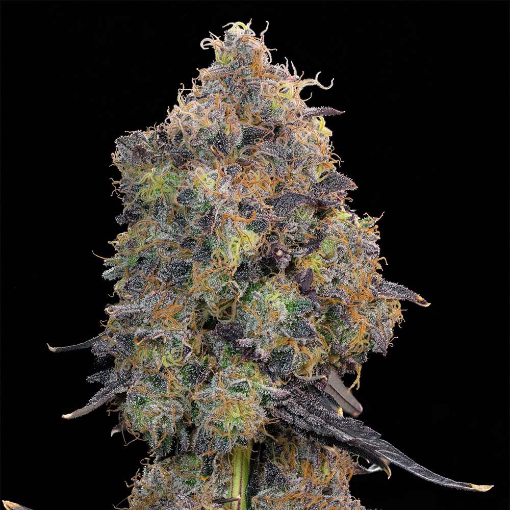 Grounded Genetics - Blueberry Zkunk Feminized