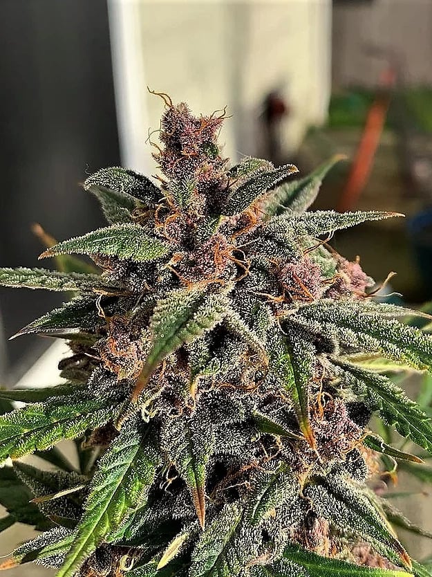 Top Shelf Elite Seeds - Blueberry Sugar Pine Feminized