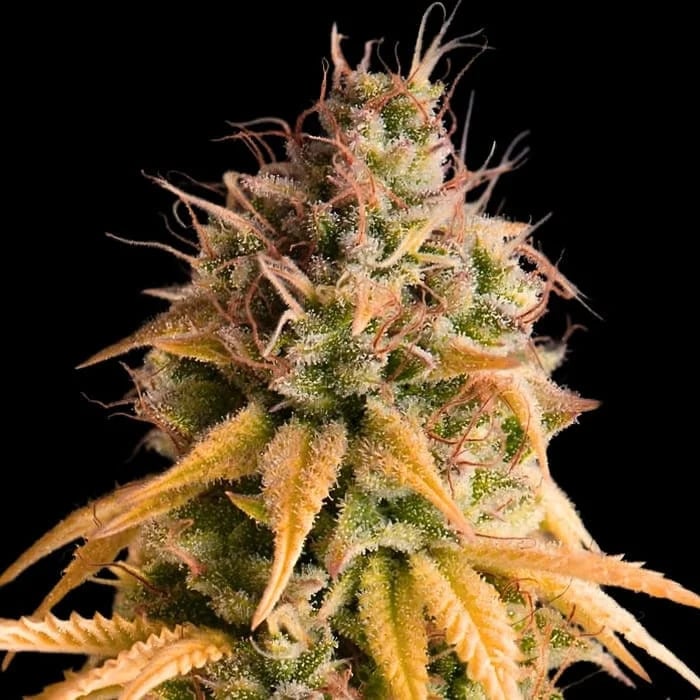 Empire Seeds - Bonkers Auto - Feminized Empire Seeds - Bonkers Auto - Feminized