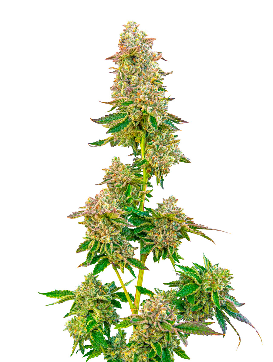 Maverick's Genetics Seeds - Boston Cream Pie Feminized