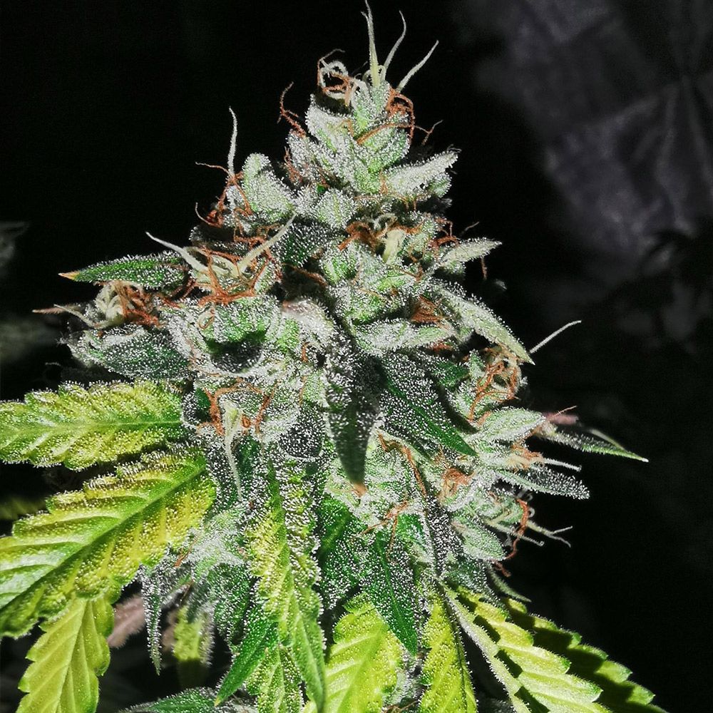 Pheno Finder Seeds - Britcoin Feminized 