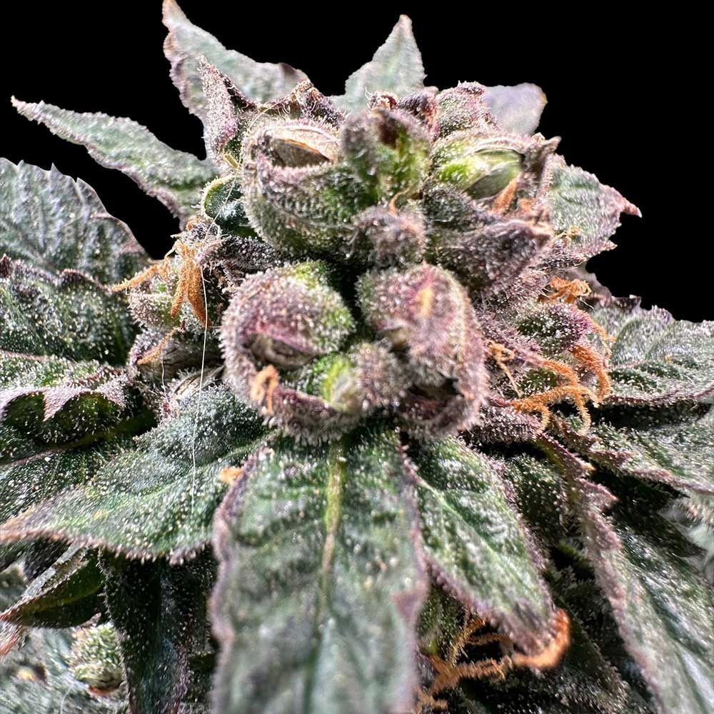 Grateful Seeds - Bro Science Feminized
