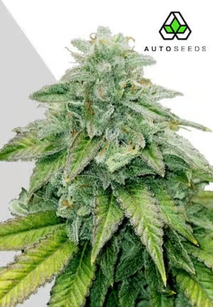 Auto Seeds - Bruce Banner Auto - Feminised