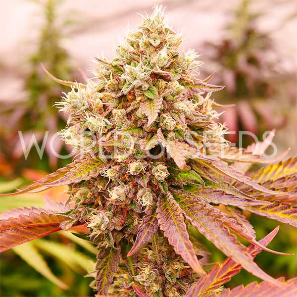 World of Seeds - Burger Kush - Feminised