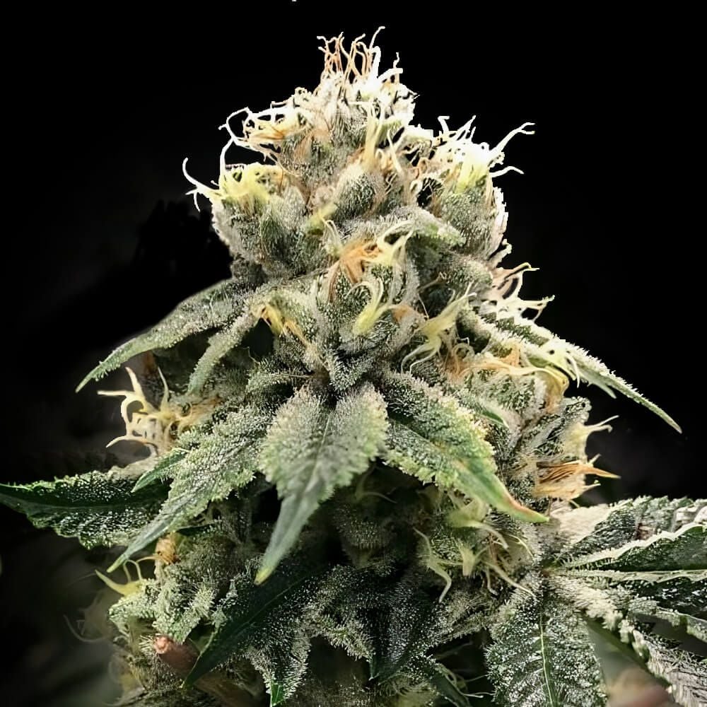 DNA Genetics Seeds - Chocolate Truffle Shuffle - Feminized DNA Genetics Seeds - Chocolate Truffle Shuffle - Feminized