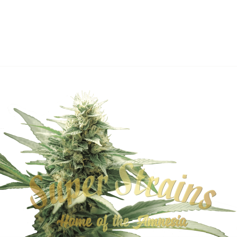 Superstrains Seeds - CBD Agartha Feminised