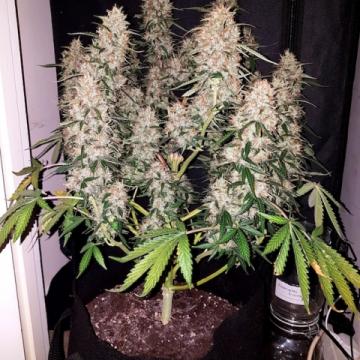 Phoenix Seeds - CBD Auto Feminised Phoenix Seeds - CBD Auto Feminised