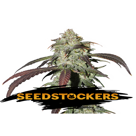 CBD Northern Lights - Feminized - Seed Stockers