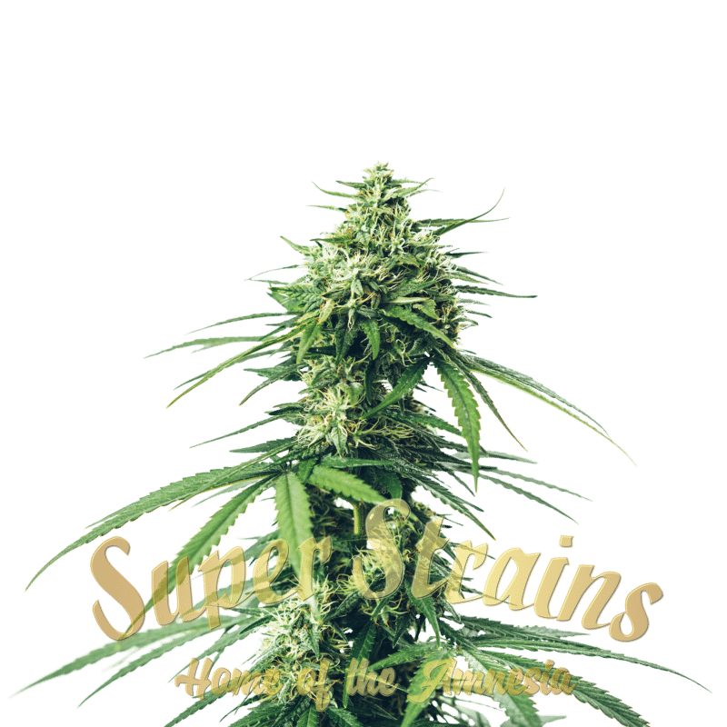 Superstrains Seeds - CBD Saga Feminised